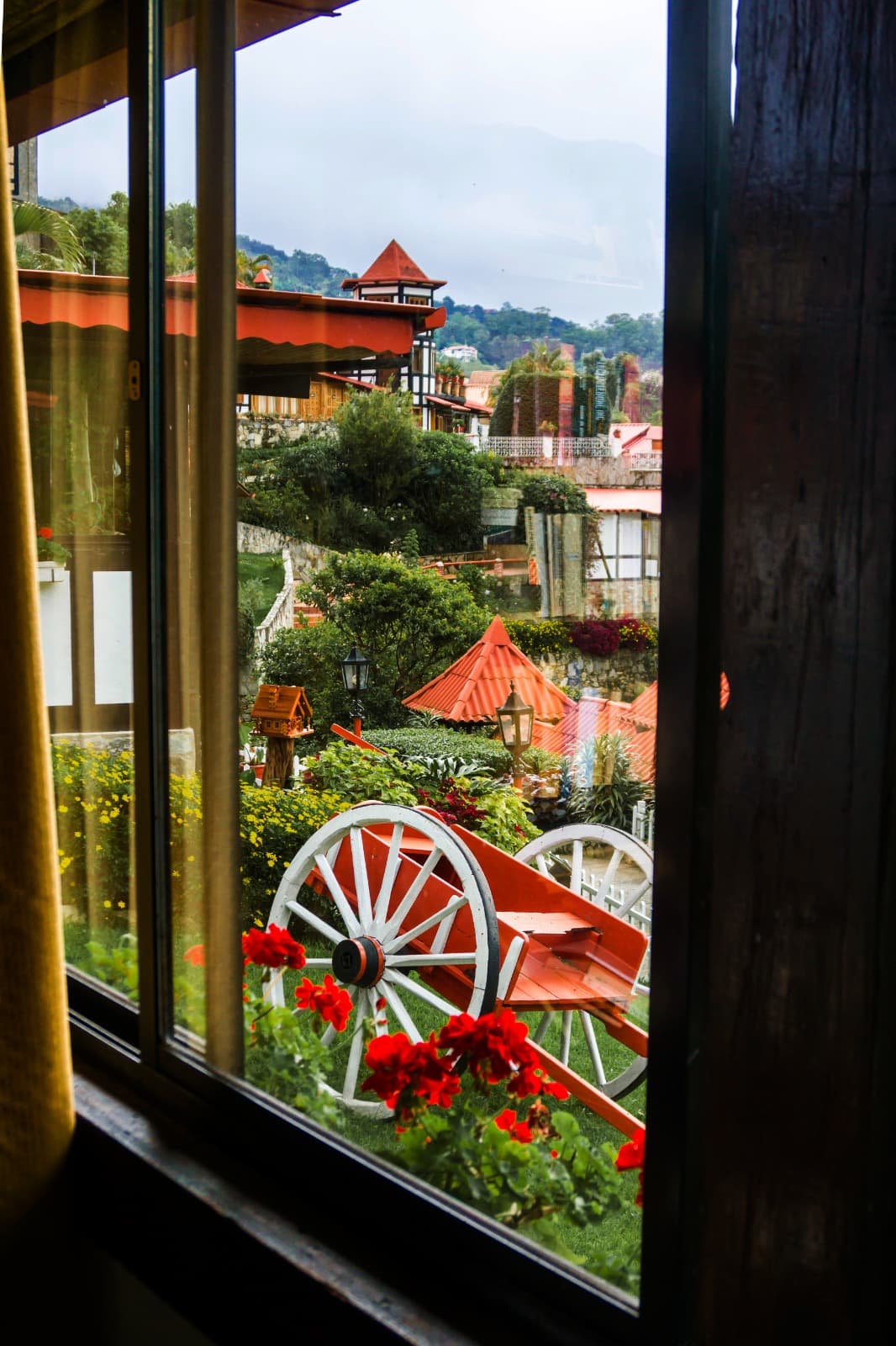 Familiar (Pax 5) -  Orquídea miniatura 4