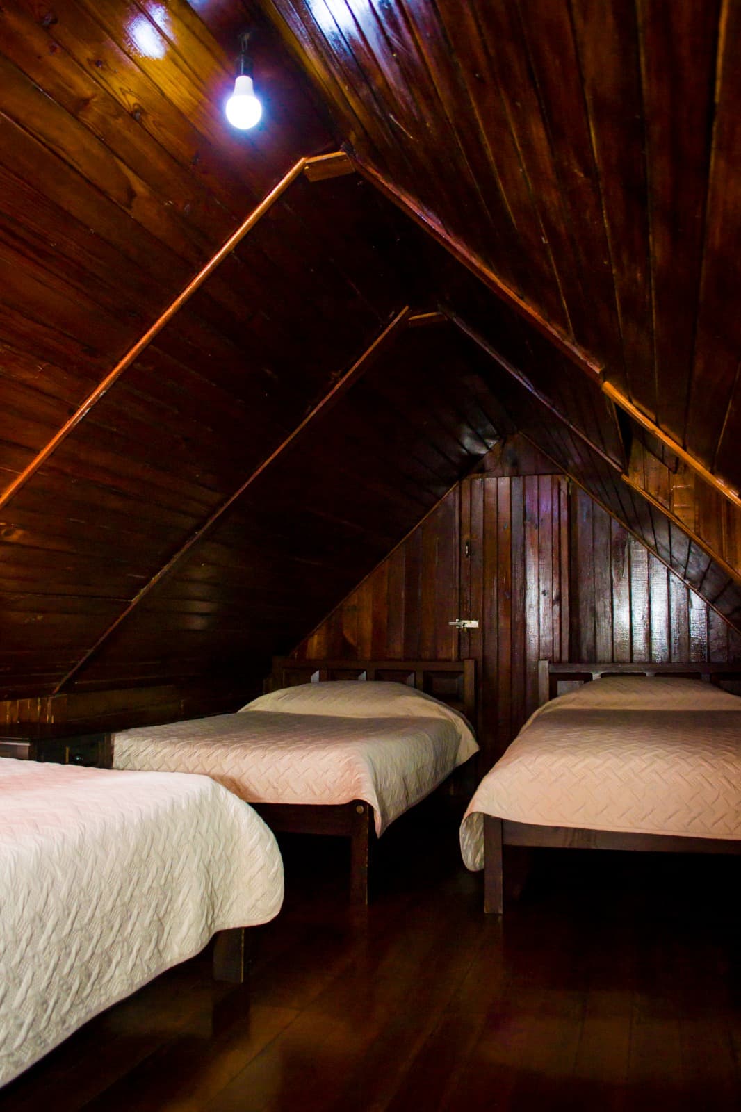 Familiar (Pax 5) -  Orquídea miniatura 6