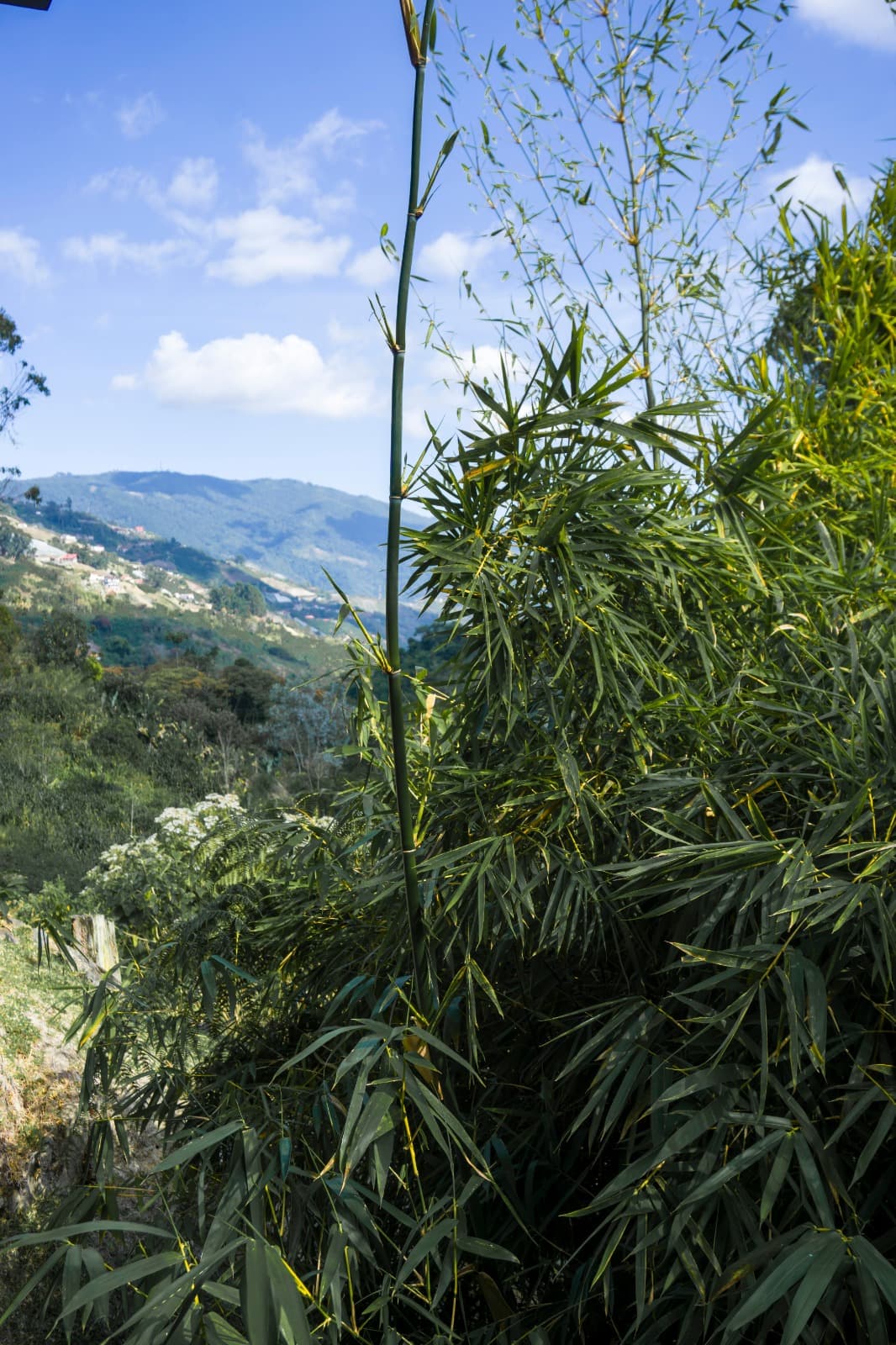 Semi Suite - Cascada miniatura 5