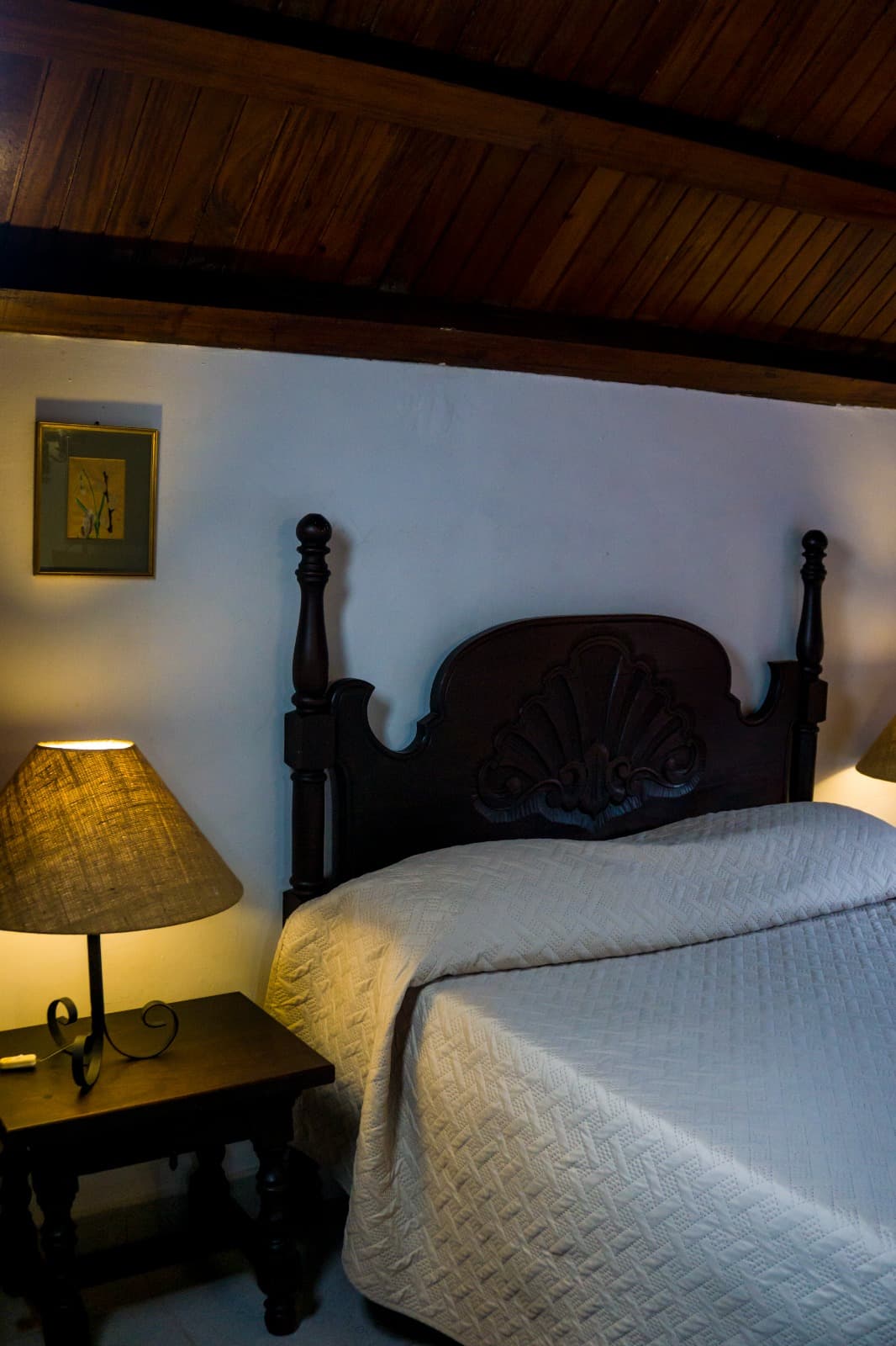 Standard -Alta Hortensia