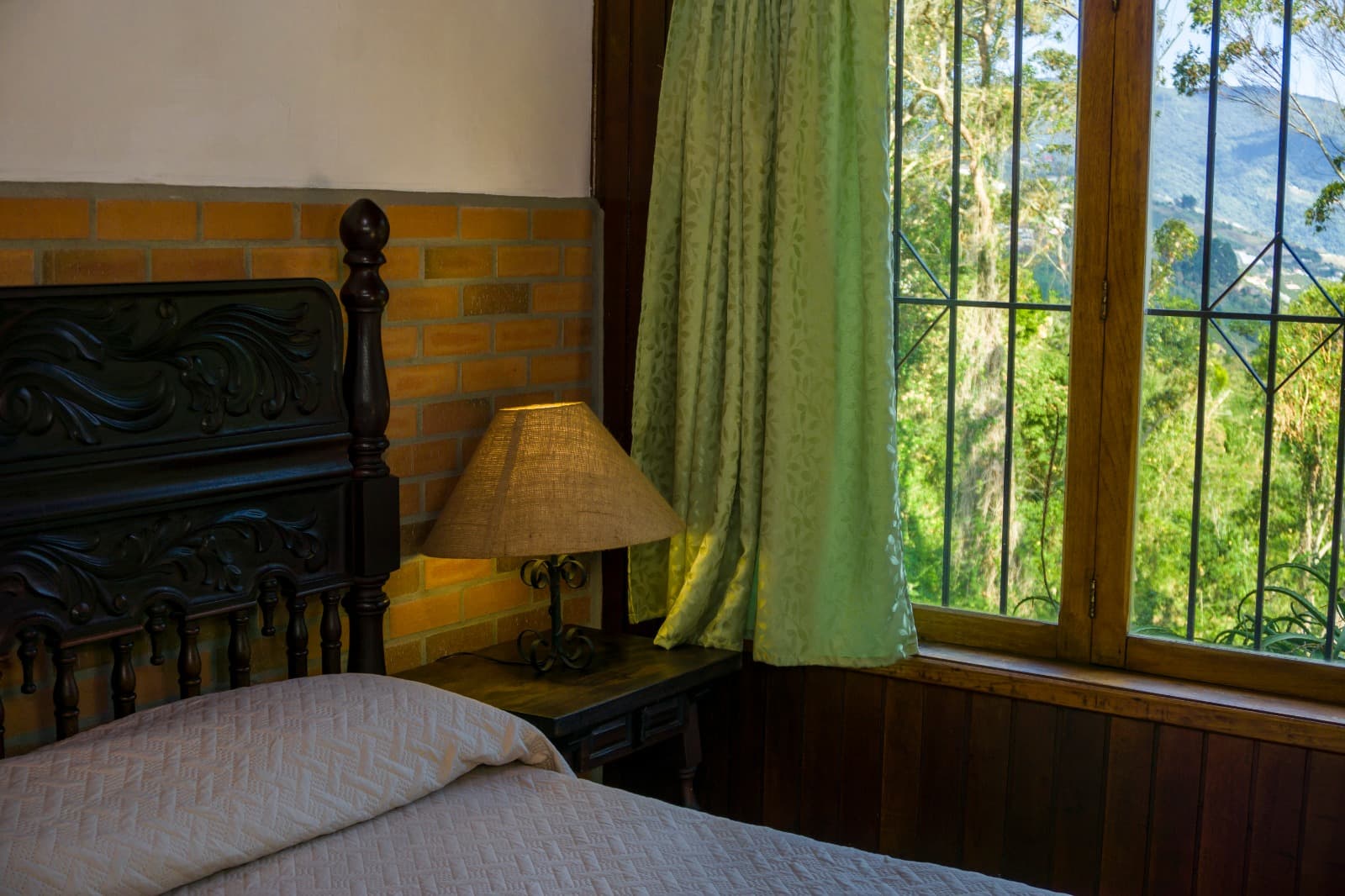 Standard - Begonia miniatura 2