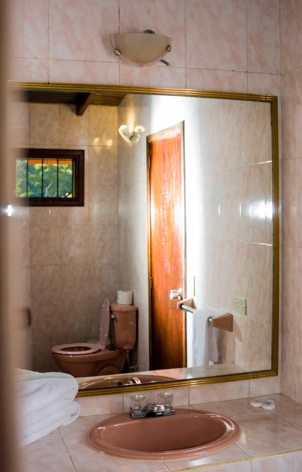 Standard - Begonia miniatura 4